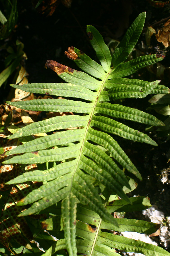 Polypodium cfr. cambricum